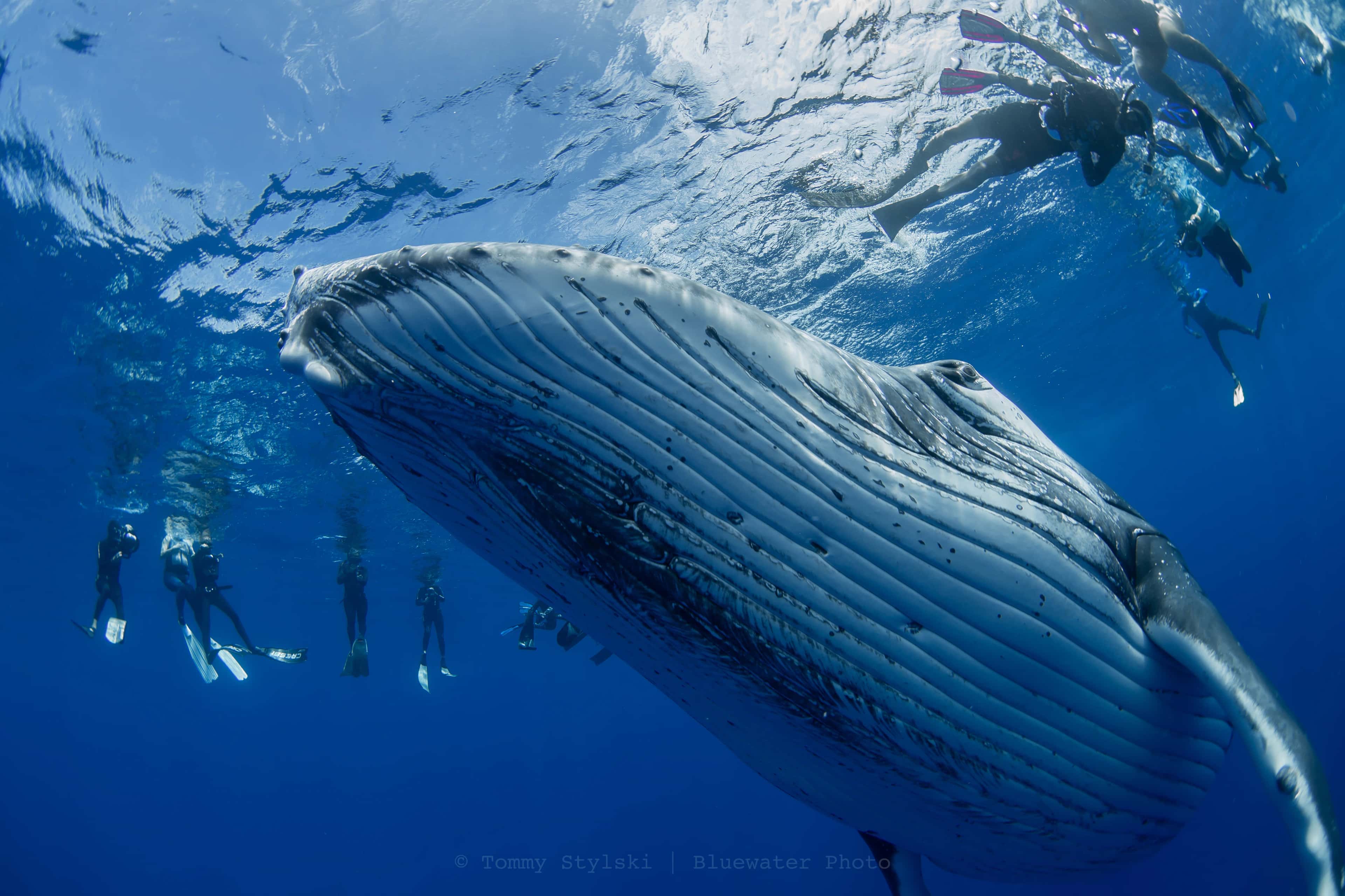 Whale