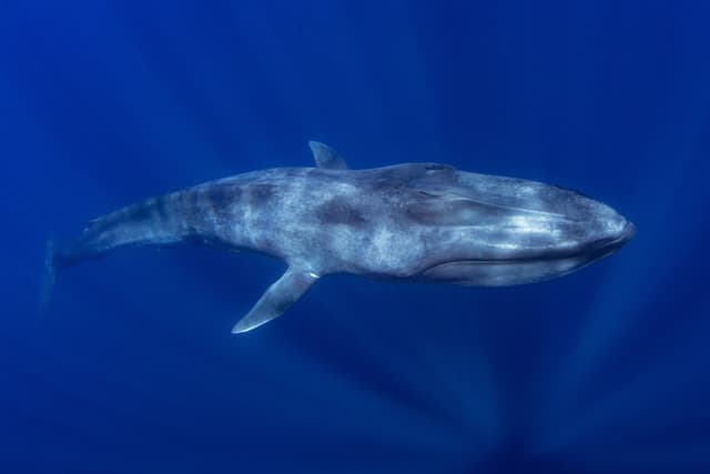 The World's Best Places to See Blue Whales