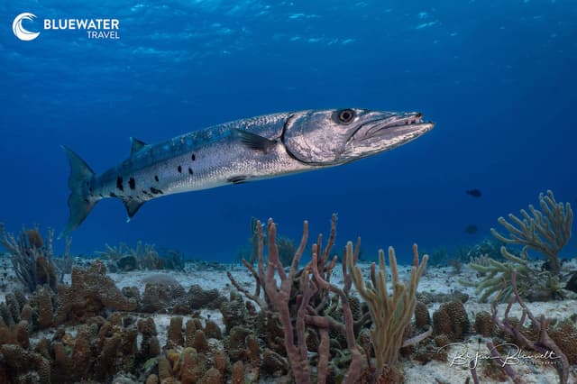 Cozumel Trip Report 2025