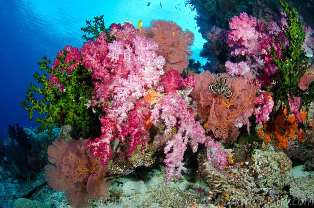 Best Scuba Diving in the World in 2025/26