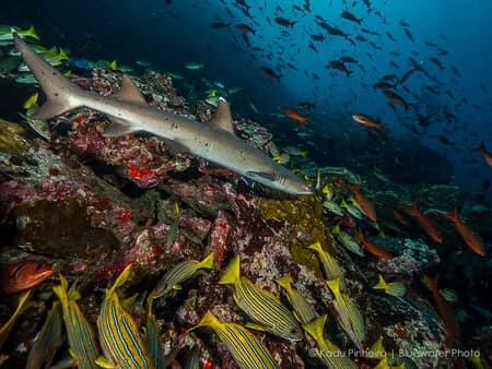 Cocos Island Trip Report Oct 2015