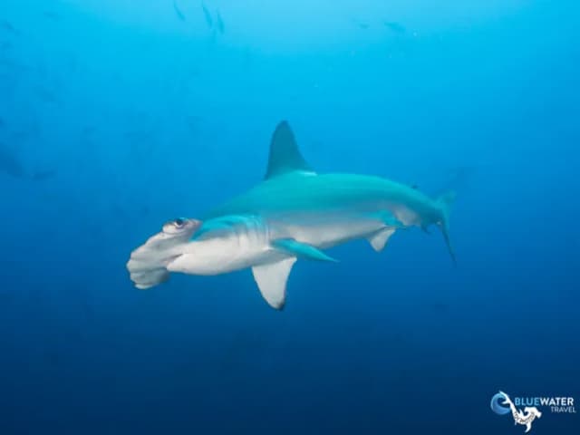 Bluewater Travel's Cocos Island Trip Recap