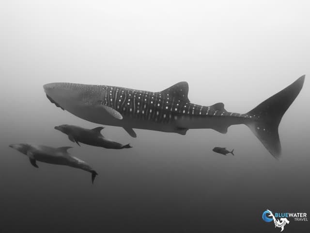 Socorro Warm Water Pelagic Trip 2026