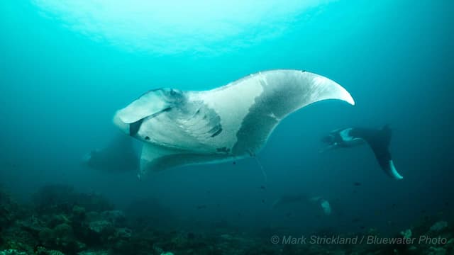 Raja Ampat Luxury Liveaboard Photo Workshop 2027