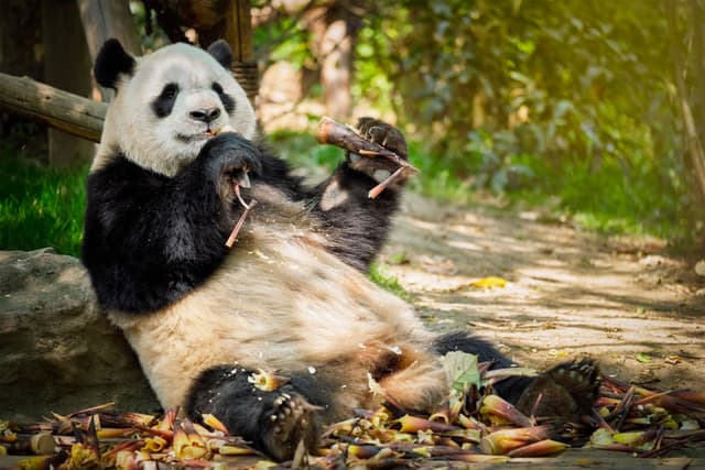 China Wild Panda Adventure 2027