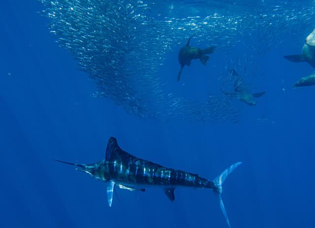 Magdalena Bay Striped Marlin Sardine Run 2026