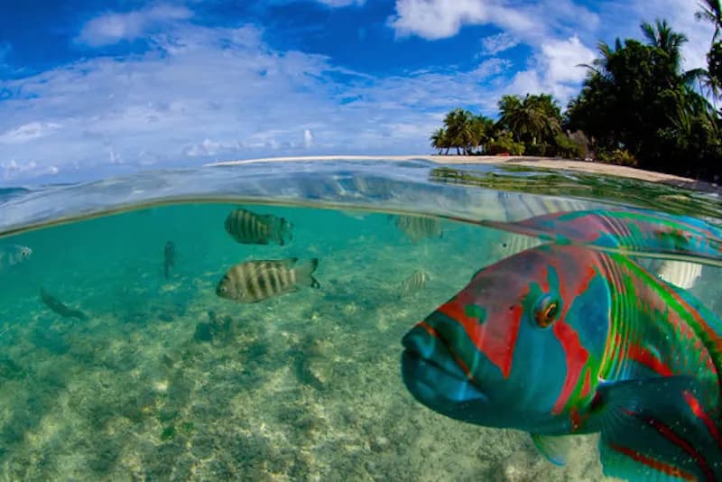 Tropical fish swim near Motu Aito Paradise Tropical fish swim near Motu Aito Paradise