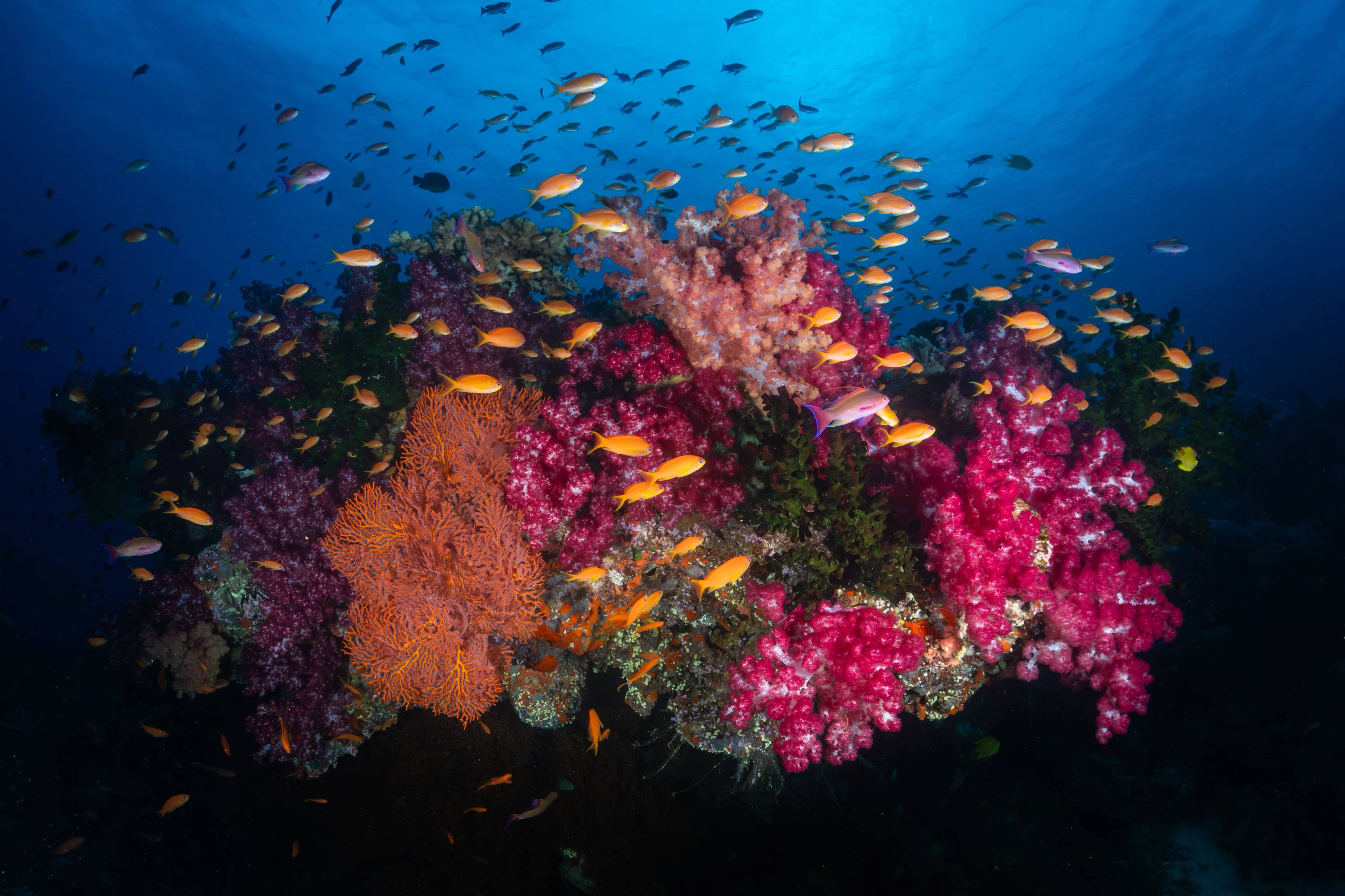 Sea coral Sea coral
