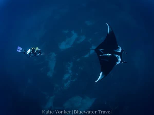 Best Liveaboard Destinations in the World - image Best Liveaboard Destinations in the World - image