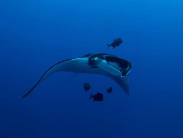 Socorro Dive Report: March 2019 Photo Workshop Socorro Dive Report: March 2019 Photo Workshop