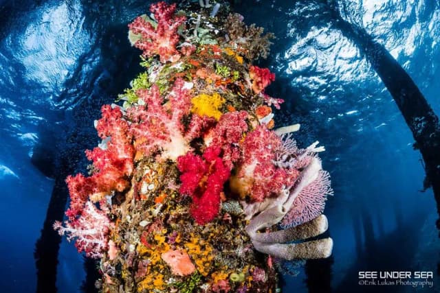 Top 20 Dive Sites in the World Top 20 Dive Sites in the World