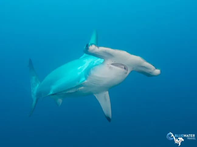 Diving Cocos Island - Trip Report - image Diving Cocos Island - Trip Report - image