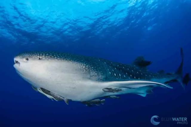 Socorro Trip Report - February 2021 Socorro Trip Report - February 2021