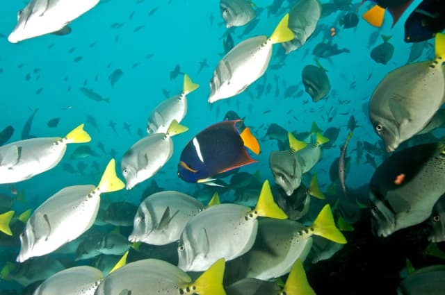 Galapagos Trip Report December 2020 Galapagos Trip Report December 2020