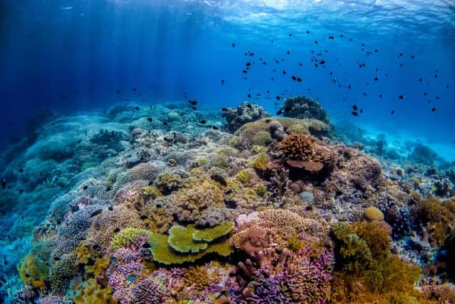 Best Diving in Southeast Asia - Top 10 Best Diving in Southeast Asia - Top 10