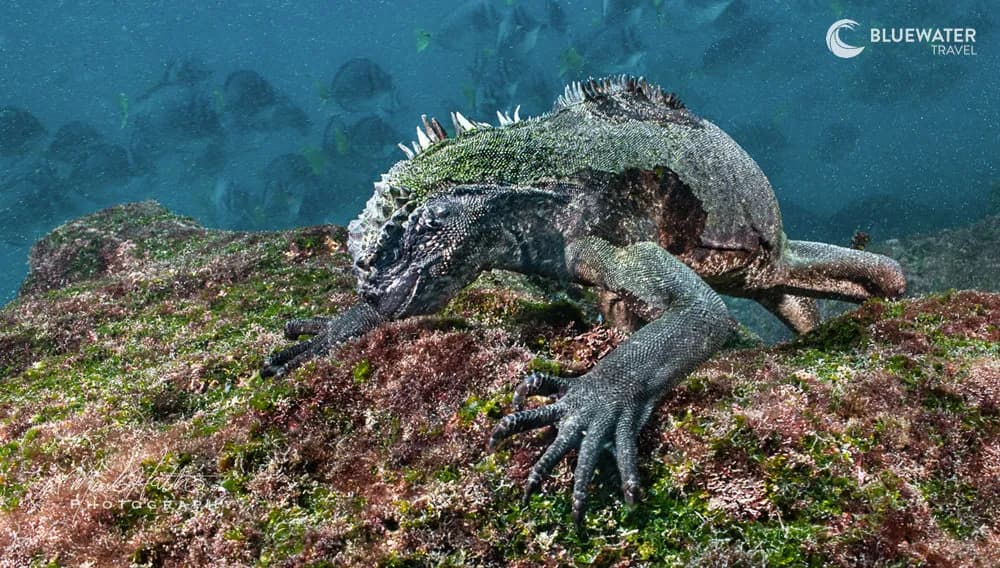 Galapagos Trip Report 2024 - image Galapagos Trip Report 2024 - image