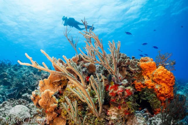 Cozumel May 2024 Trip Report Cozumel May 2024 Trip Report