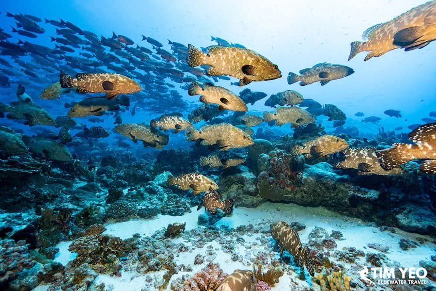 Fakarava Grouper Spawning Bluewater Trip 2024 - image Fakarava Grouper Spawning Bluewater Trip 2024 - image