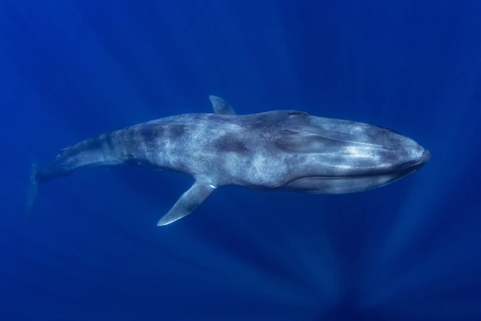 The World's Best Places to See Blue Whales - image The World's Best Places to See Blue Whales - image