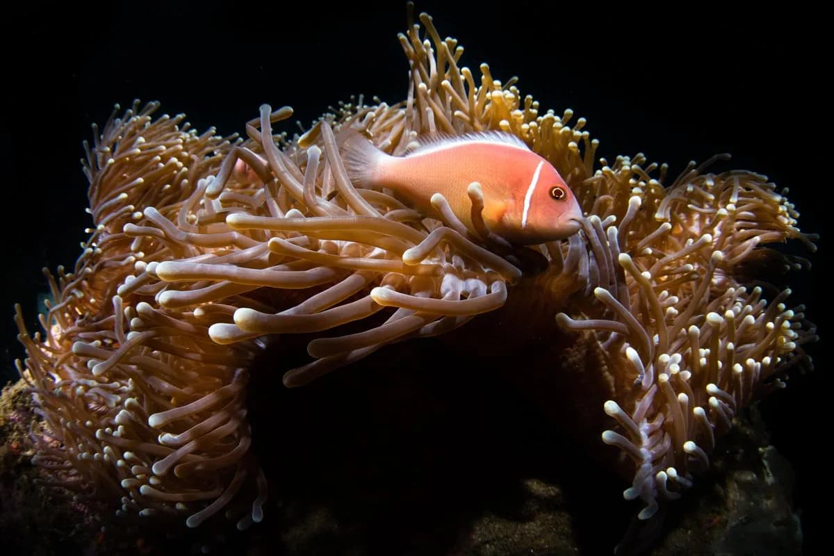Top 6 Diving Destinations for Macro Photography - image Top 6 Diving Destinations for Macro Photography - image