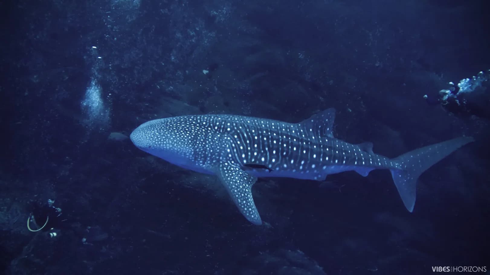 Best Places to Swim or Dive with Whale Sharks: Our Top 6 - image Best Places to Swim or Dive with Whale Sharks: Our Top 6 - image