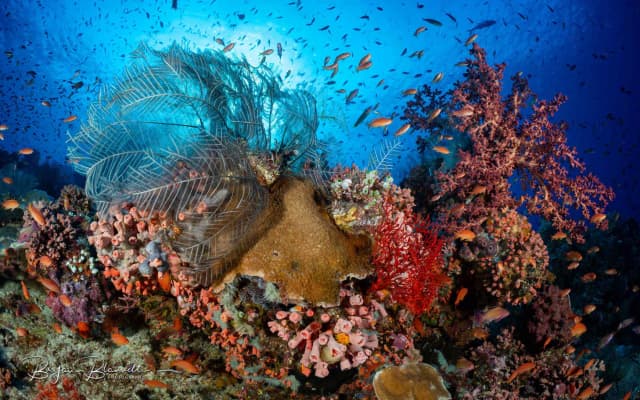 Bali to Komodo Trip Report 2024 Bali to Komodo Trip Report 2024