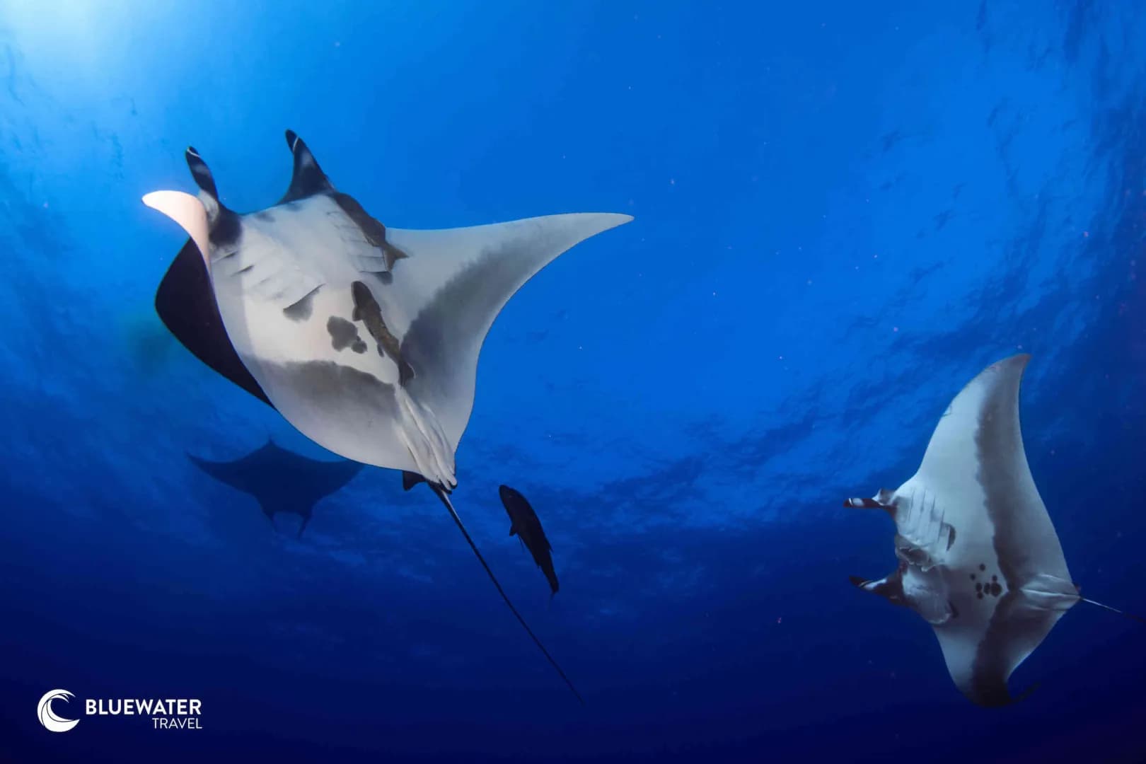 Socorro 2025 Trip Report - image Socorro 2025 Trip Report - image