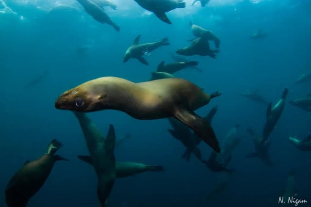 Solo Dive Travel Guide: Best Liveaboards & Dive Resorts Solo Dive Travel Guide: Best Liveaboards & Dive Resorts