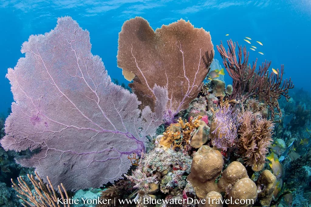 Beginner Dive Sites in the Caribbean - image Beginner Dive Sites in the Caribbean - image