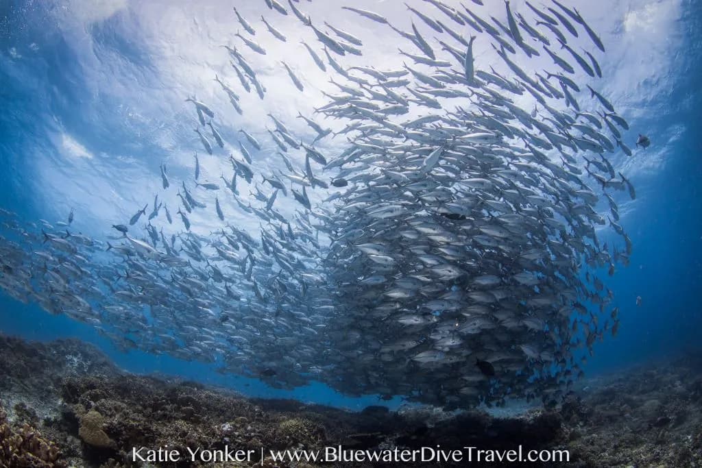 Scuba Diving in June - Top 3 Destinations - image Scuba Diving in June - Top 3 Destinations - image
