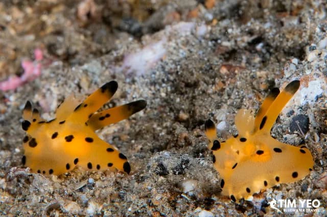 Scuba Diving in September - Top 3 Destinations Scuba Diving in September - Top 3 Destinations