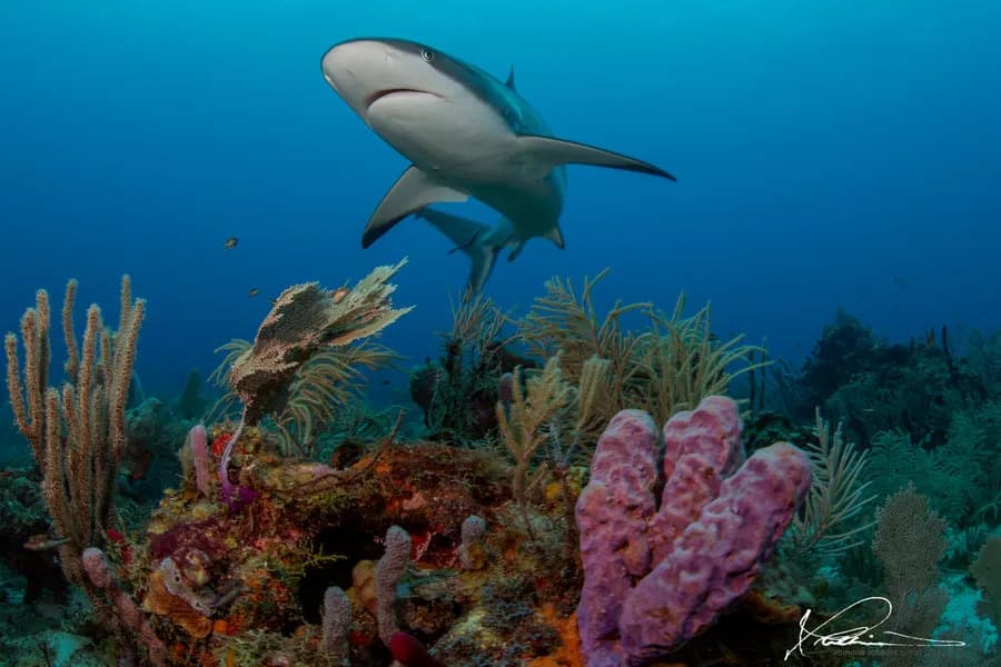 Scuba Diving in April - Top 3 Destinations - image Scuba Diving in April - Top 3 Destinations - image