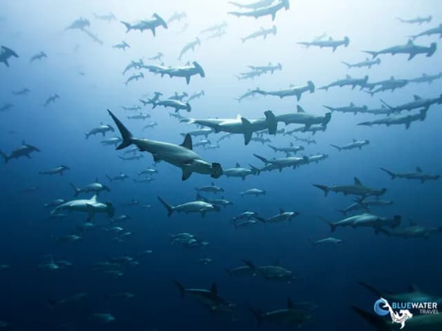 Socorro, Cocos, or Galapagos? - Top 3 Big Animal Diving Socorro, Cocos, or Galapagos? - Top 3 Big Animal Diving