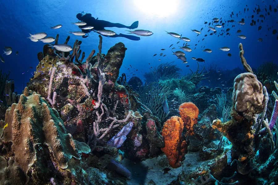 Best Diving in the Caribbean - Top 12 Best Diving in the Caribbean - Top 12