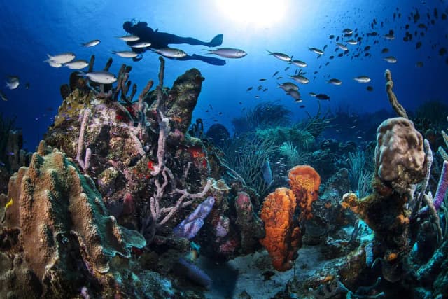 Best Diving in the Caribbean - Top 12 Best Diving in the Caribbean - Top 12