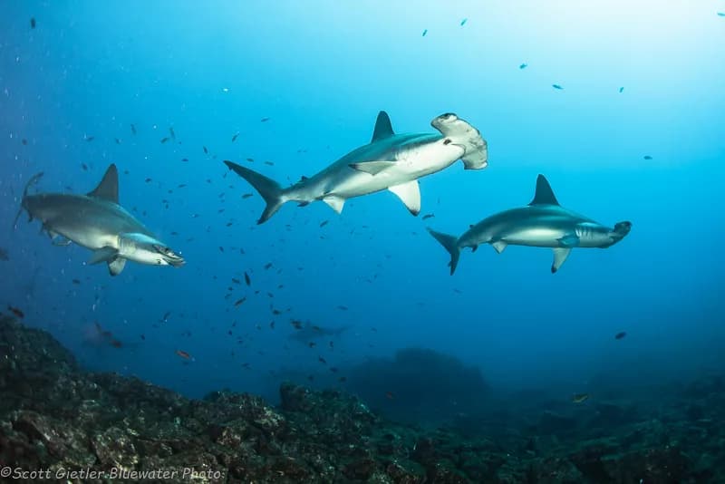 Best Scuba Diving in Mexico - Top 9 - image Best Scuba Diving in Mexico - Top 9 - image