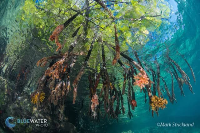 Bluewater Travel Solomons Trip Recap Bluewater Travel Solomons Trip Recap