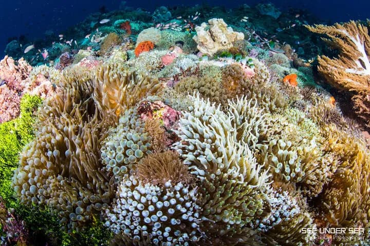 Indonesia - image Indonesia - image