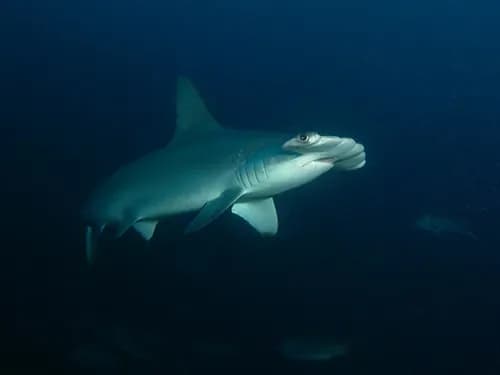 4. Malpelo 4. Malpelo