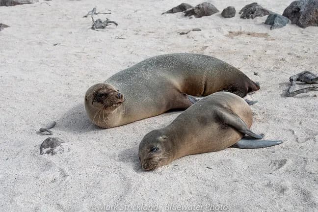 5. Galapagos 5. Galapagos