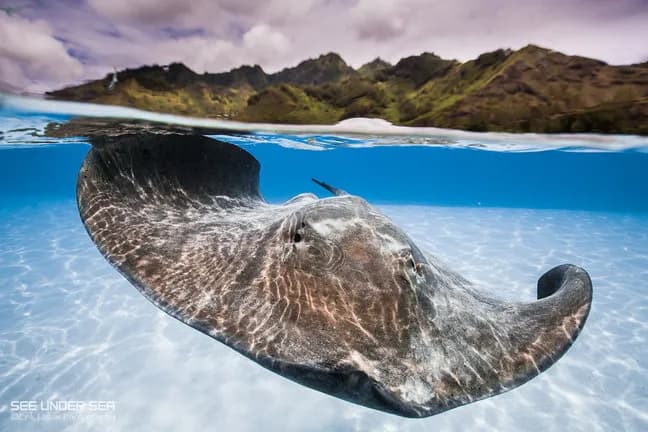Moorea - image Moorea - image