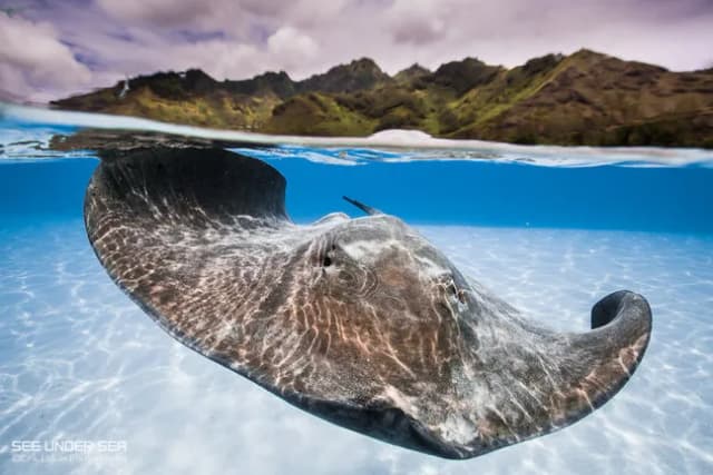 Moorea Moorea