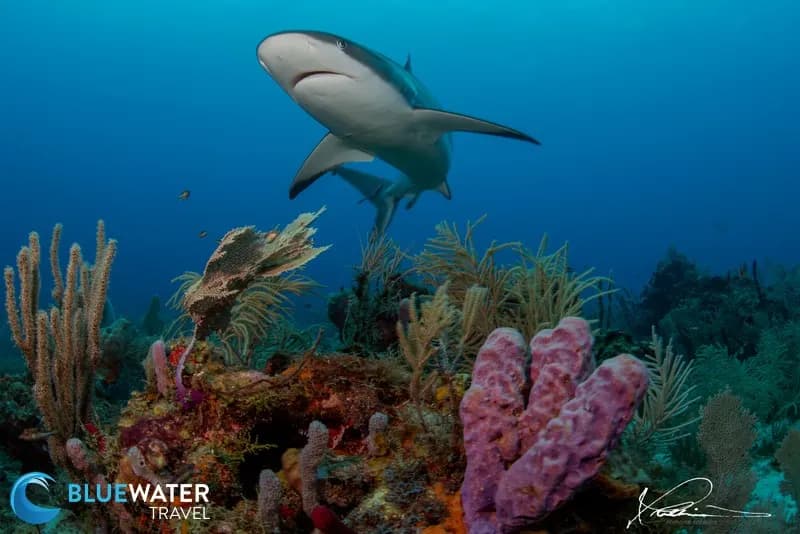 8. Roatán; Utila & Guanaja 8. Roatán; Utila & Guanaja