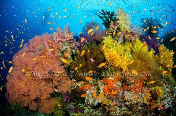 9. Fiji 9. Fiji