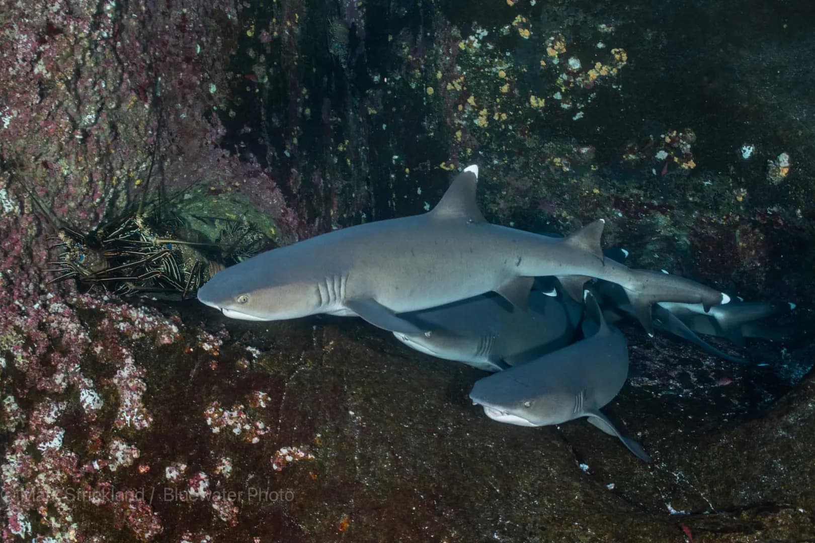 7. Socorro Island 7. Socorro Island