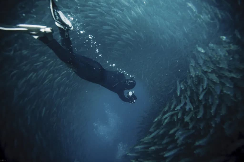 Ocean Warriors Dive - image Ocean Warriors Dive - image