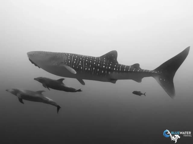 Socorro Warm Water Pelagic Trip 2026 Socorro Warm Water Pelagic Trip 2026