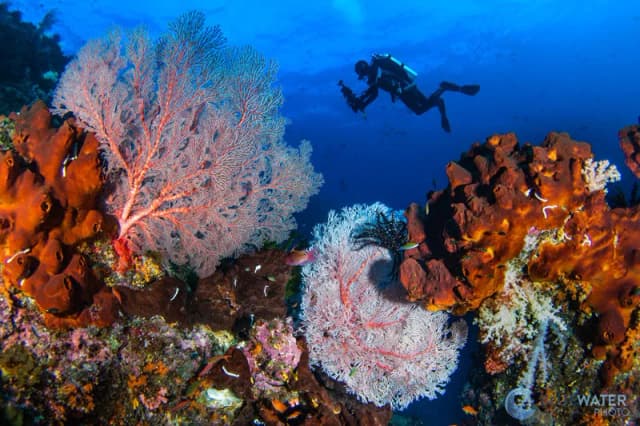 Raja Ampat Biodiversity Bonanza December 2027 Raja Ampat Biodiversity Bonanza December 2027