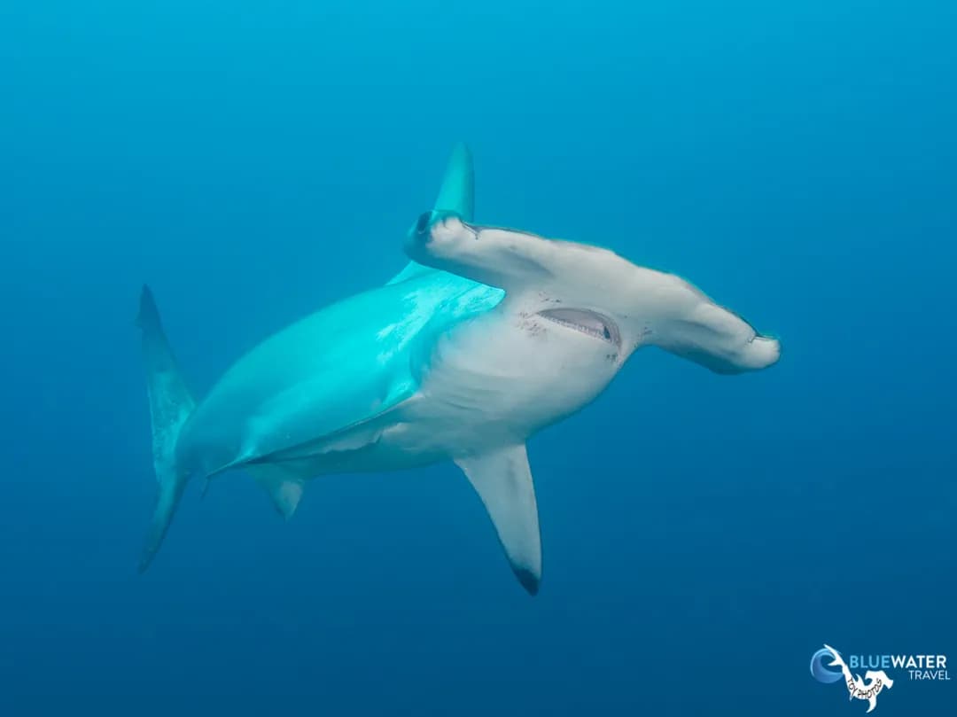 Cocos Pelagic Expedition 2027 Trip Extension Cocos Pelagic Expedition 2027 Trip Extension