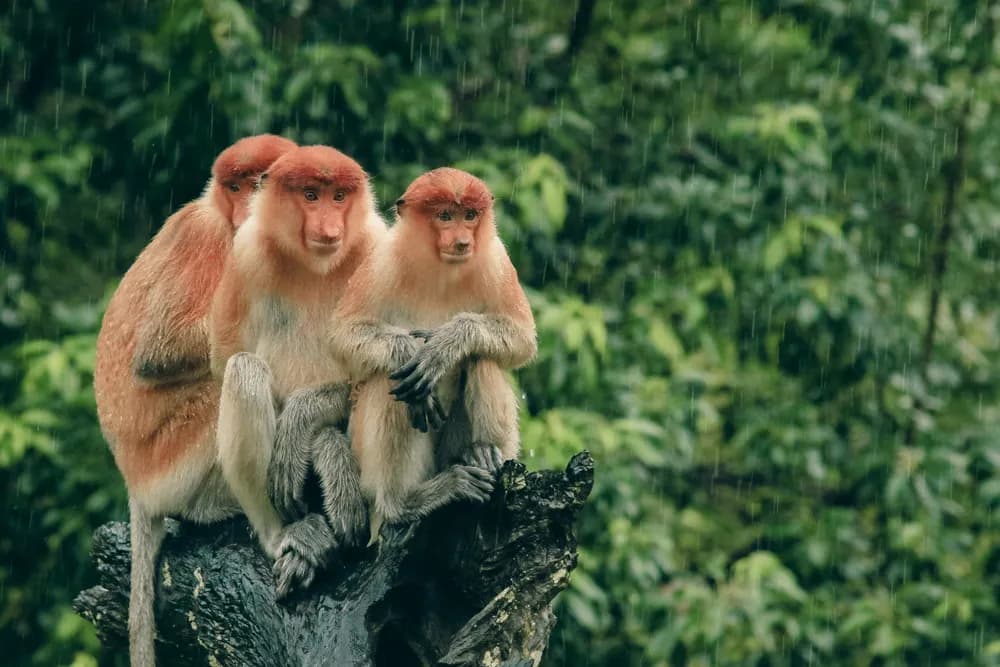 Borneo Safari 2028: Orangutans; Pygmy Elephants & More Trip Extension Borneo Safari 2028: Orangutans; Pygmy Elephants & More Trip Extension